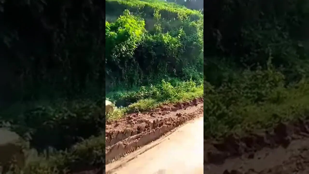 Tea Garden