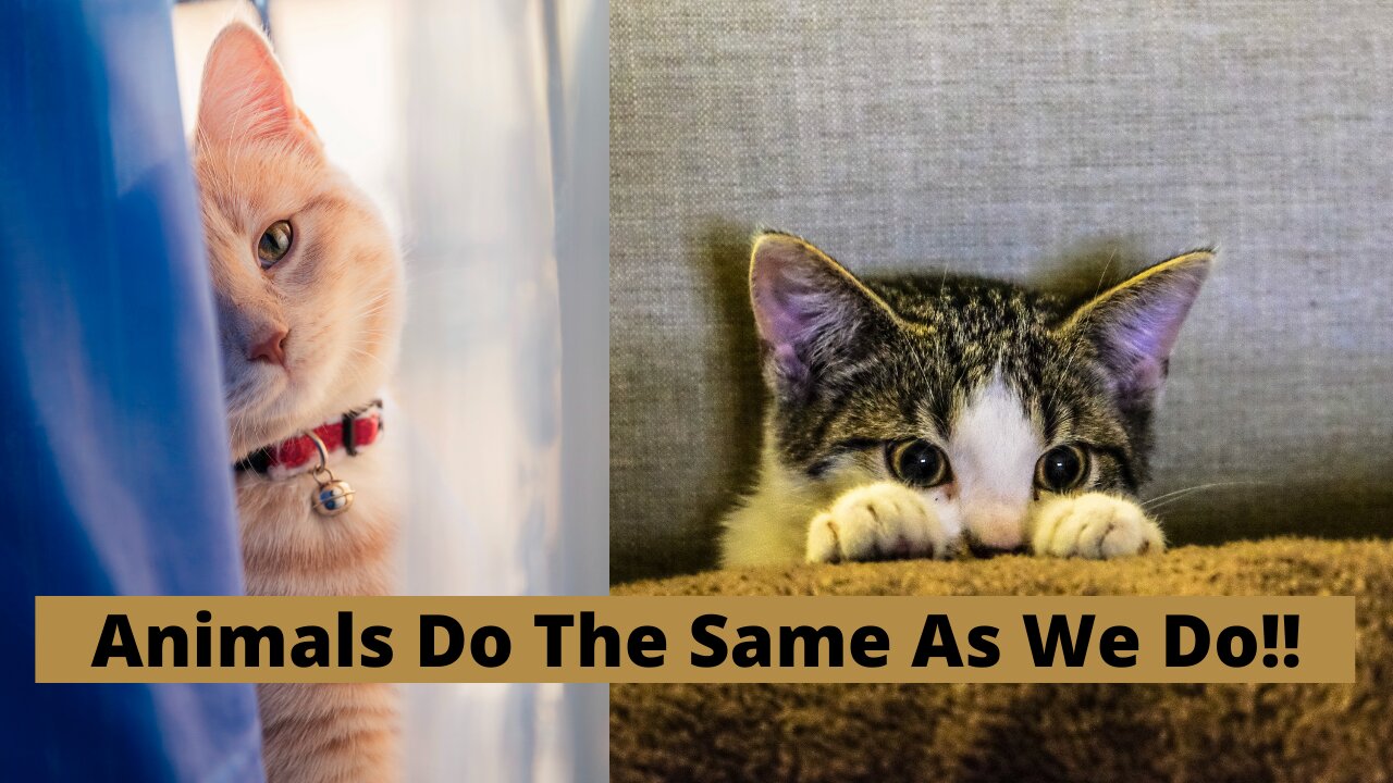 ANIMALS EXACTLY ACT LIKE US!!