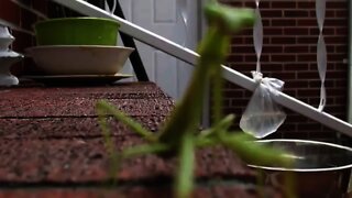 The Dancing Praying Mantis