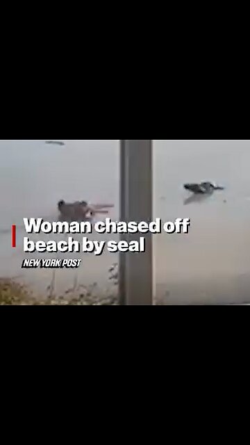 An aggressive seal chases a women off the beach.