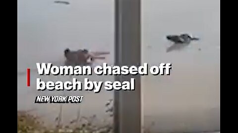 An aggressive seal chases a women off the beach.