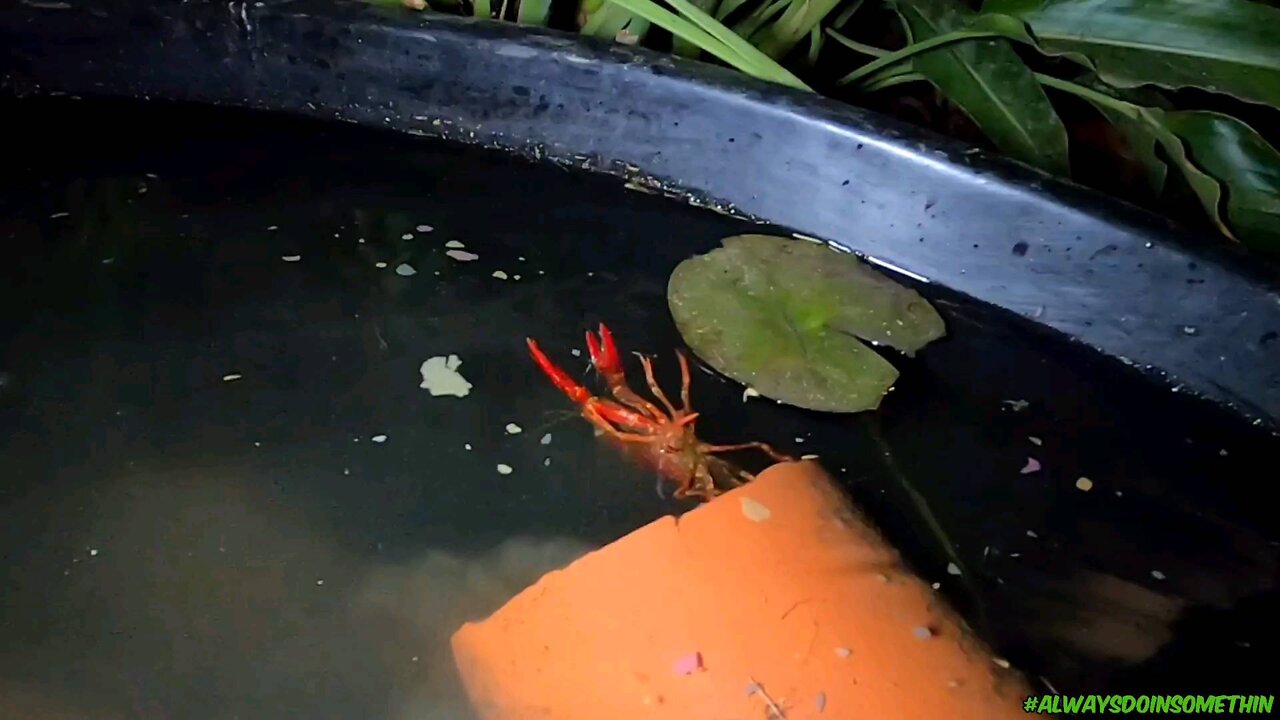 Feeding Time