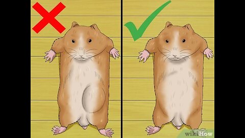 Know when Your Hamster Is Pregnant