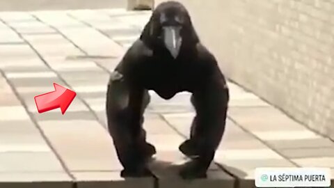 An optical illusion? A crow appears to stand on its head with its wings [Mysterious]