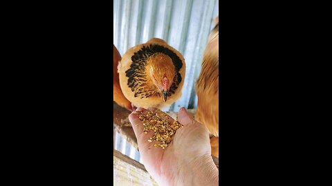 Winter condo for chickens