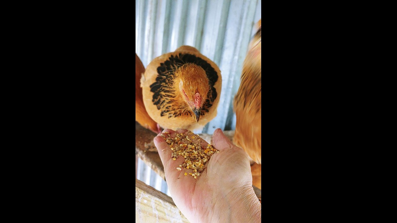 Winter condo for chickens