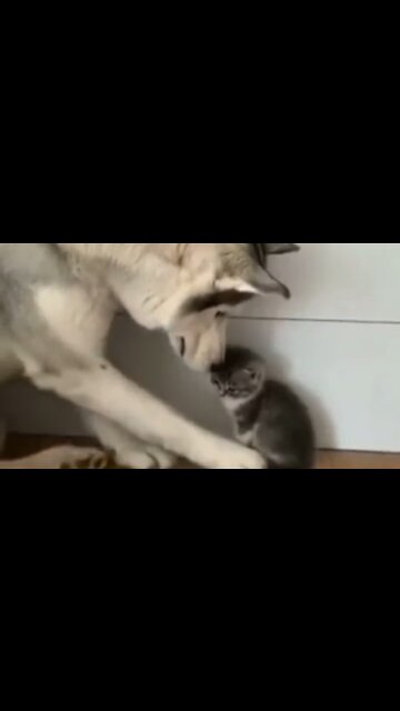 Husky loves the kitten very much