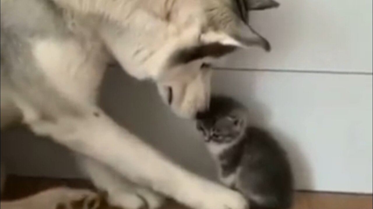 Husky loves the kitten very much
