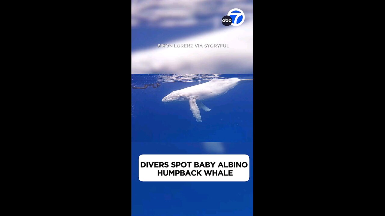 Divers off the coast of Tonga encountered a rare “fully white humpback baby whale” with its mother.