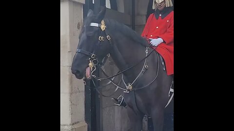 Horse has got a lot of tung #horseguardsparade