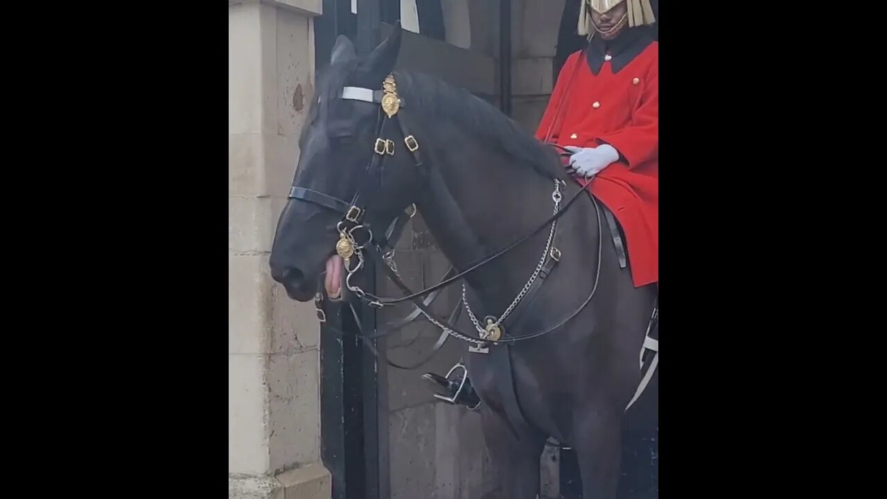 Horse has got a lot of tung #horseguardsparade
