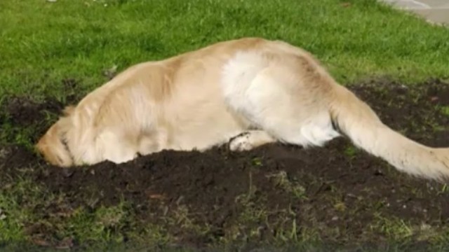 Dog Finds What His Owners Think is a Time Capsule, But What's Actually Inside is Chilling