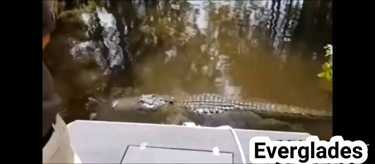 This 12 Foot Alligator Bites Man's Head