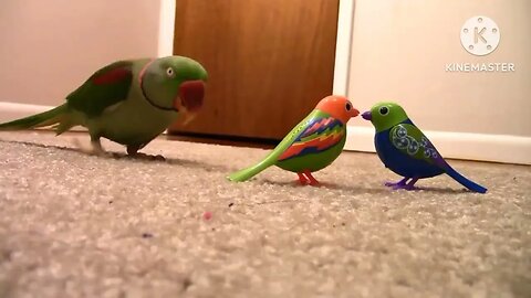 Parrot reaction #parrot #birds #shorts