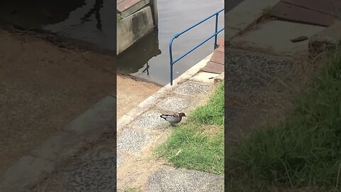 Wild duck in the backyard