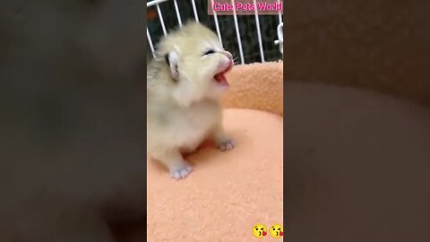 little kittens meowing and talking