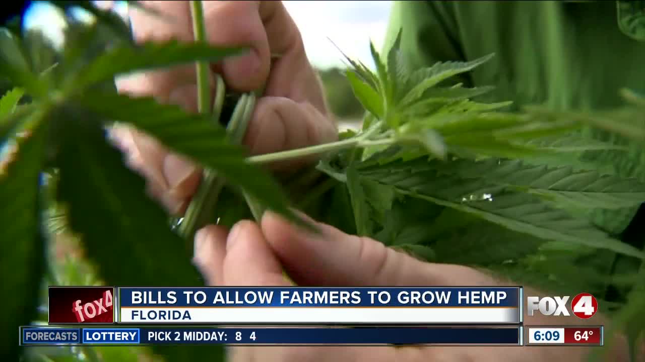 Bill creating hemp as Florida crop OK'd by Senate panel