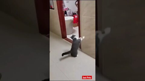 Hilarious Cat 🐈 reaction #cute #tiktok #funnyanimals #funnyvideos #cat