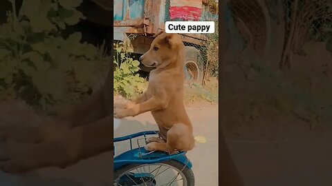 Cute Pappy 🤩 #funnyvideo #petvideos #pet