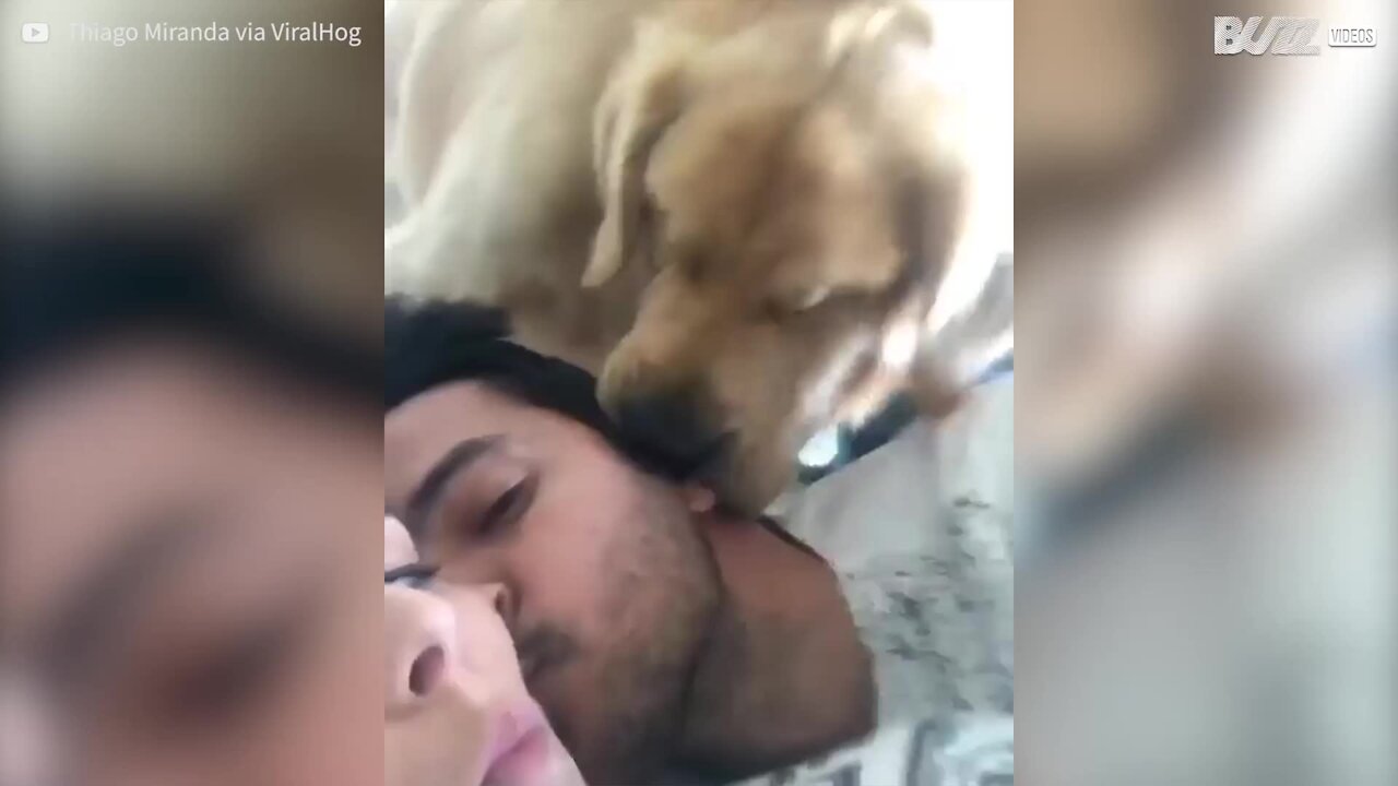Golden Retriever geloso reclama i bacini