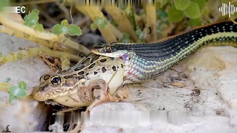 snake attacked on frog#snakes #snakerescque#viral