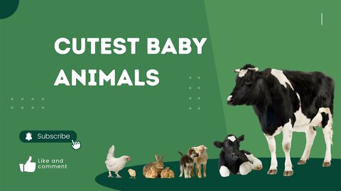 Cutest baby animals Videos