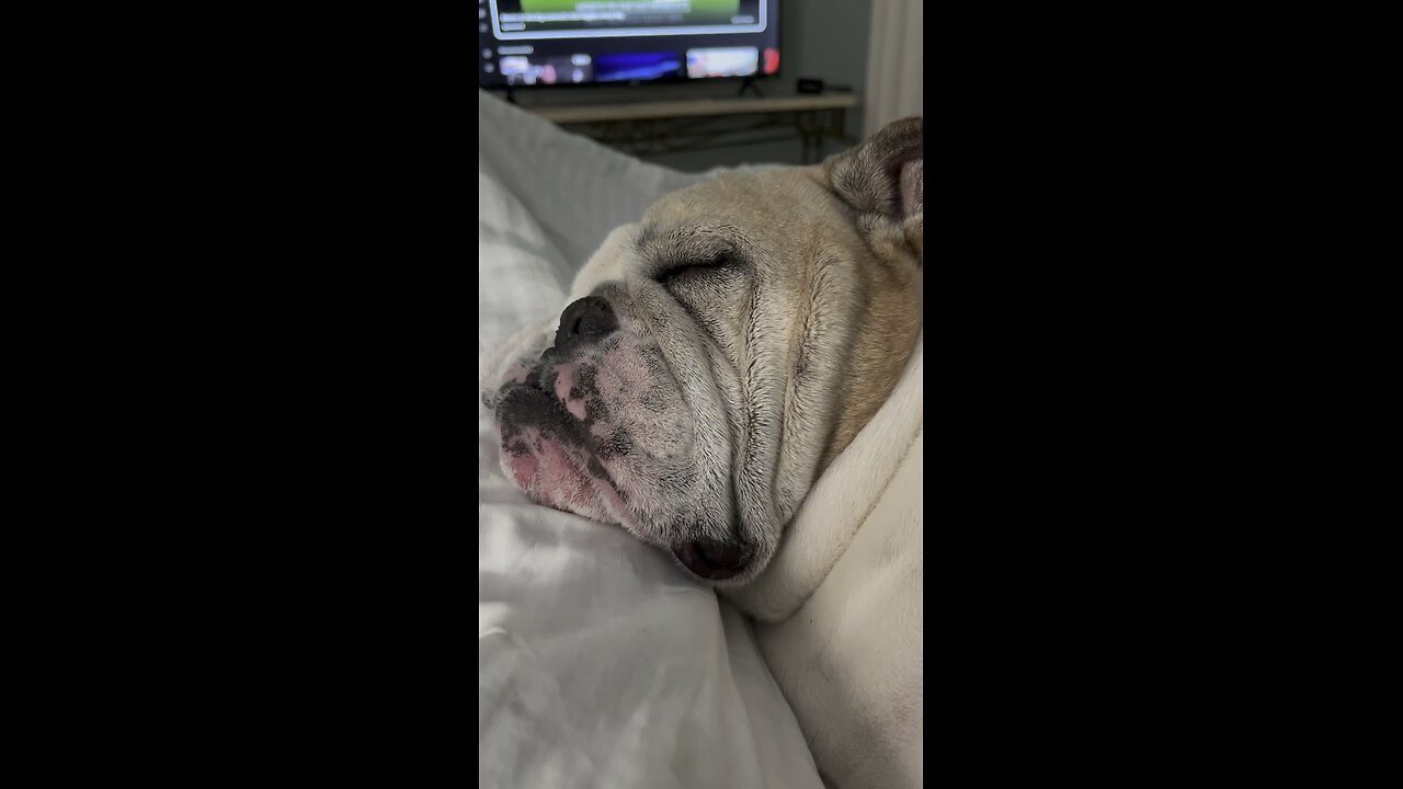 Our boy, Archie sleeping good