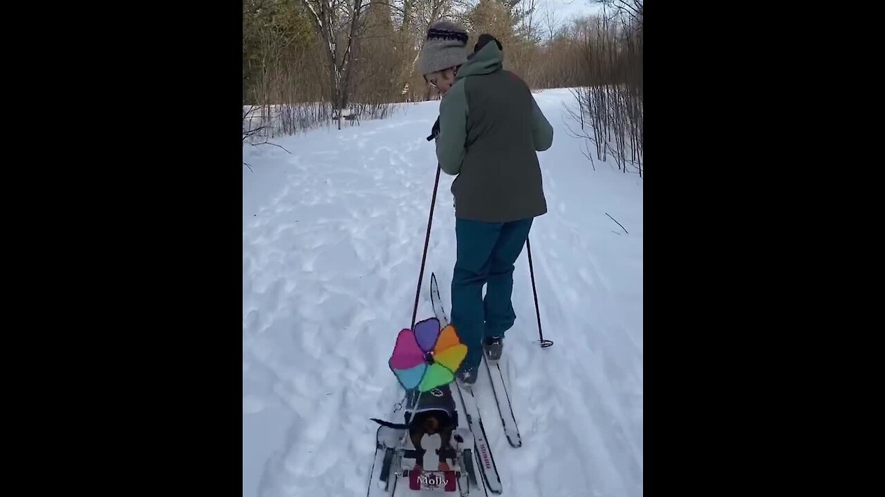 Sports-loving Doggy Joins Owner For Skiing Adventure