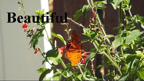 Gulf Fritillary Butterfly