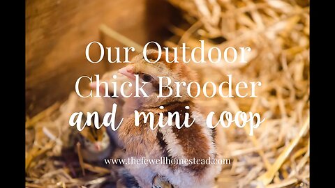 Our Outdoor Chick Brooder and Mini Coop