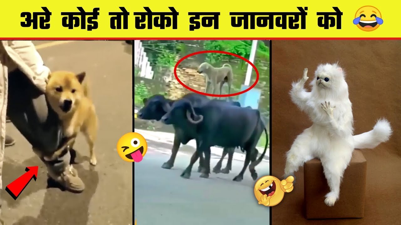 🤣😜 इन जानवरों से पंगा ना बाबा ना | Funny Animal Videos 2023 - Part 8