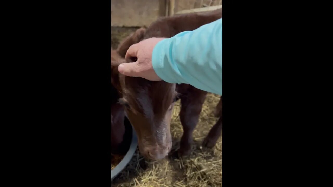 Checking the baby heifer! Cuteness in the barn.