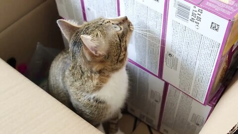 Funny Cat Checks the Box of Presents