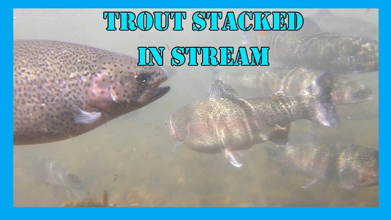 Trout Stacked Up In Stream