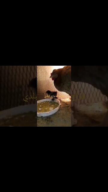 فراخ الدجاج البلدي أو الفلوس البلدي الأسود كيوت روعة
