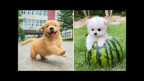 funny puppy videos🐕 cute buddy | funny animals 😂 #funny #cute