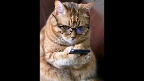 smart cat interesting😻 trending video