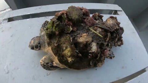 Rescue Sea Turtle Removing Barnacles From a Poor Sea Turtle | animals, Nature, turtles, ocean29 1