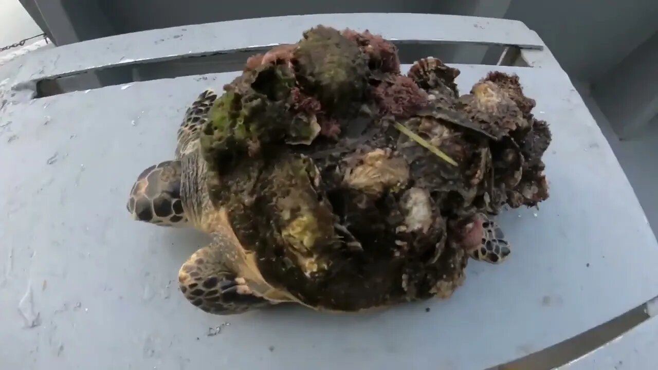 Rescue Sea Turtle Removing Barnacles From a Poor Sea Turtle | animals, Nature, turtles, ocean29 1