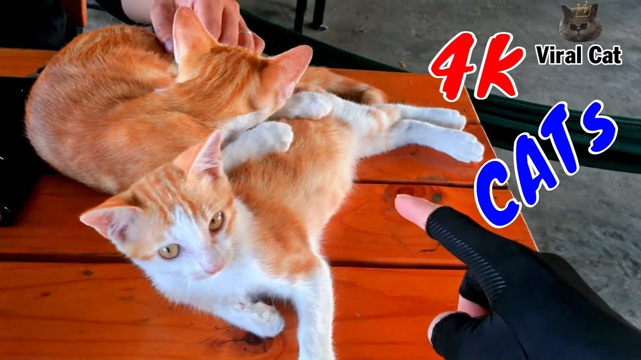 Funny Cats And Kittens Life 4K Quality Video Episode 6 | Viral Cat