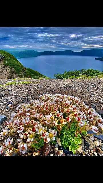 💛 Krenitsyn Volcano