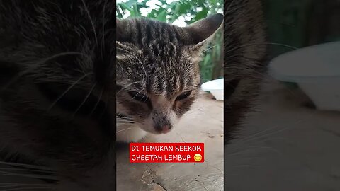 kucing lucu | funny cat | funny animals | hewan lucu #funnycat #kucinglucu #funnyanimals #hewanlucu