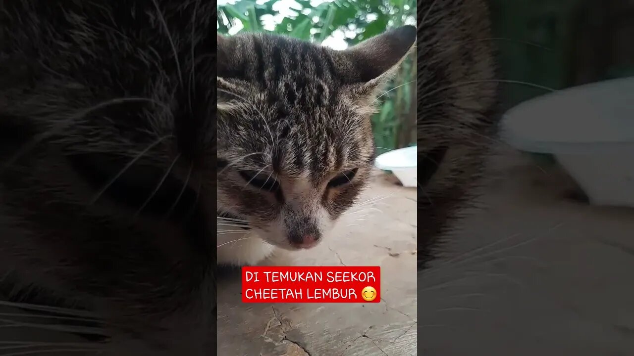 kucing lucu | funny cat | funny animals | hewan lucu #funnycat #kucinglucu #funnyanimals #hewanlucu