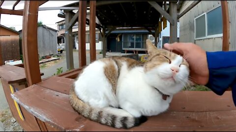 The cat is happy when I pet it, the cat sits at the stall table