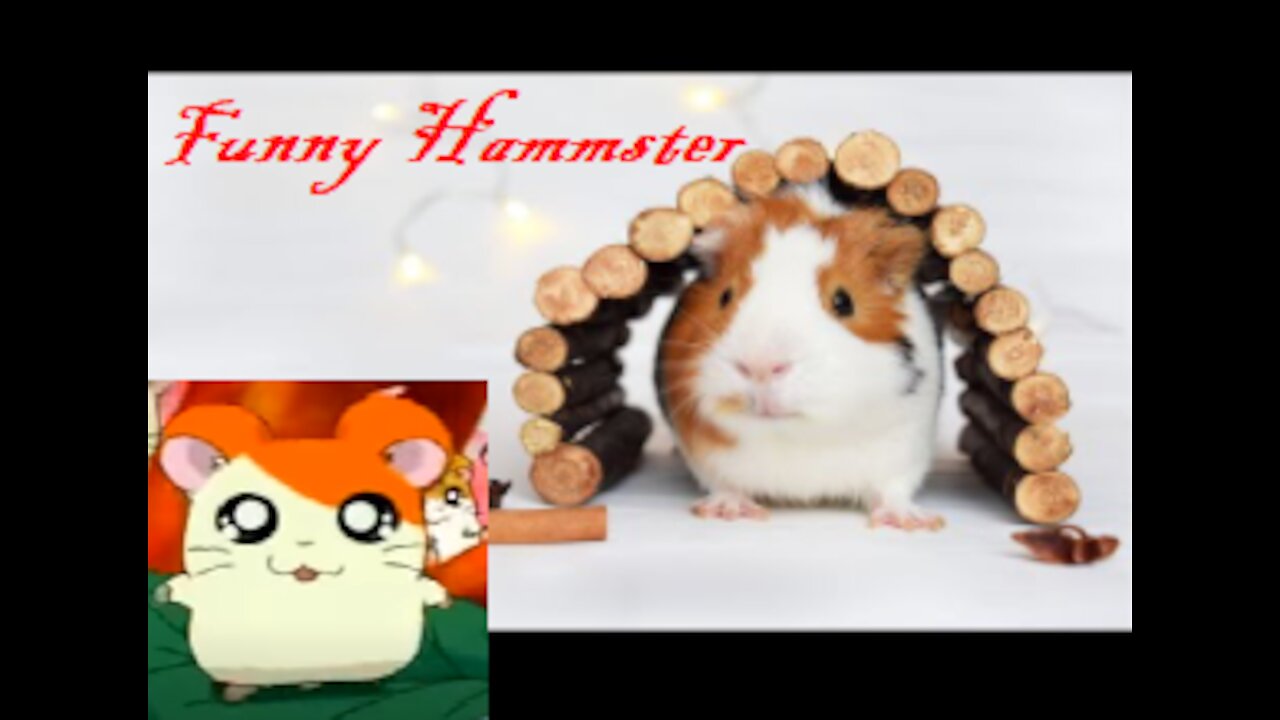 Funny Hamster Hamtaro