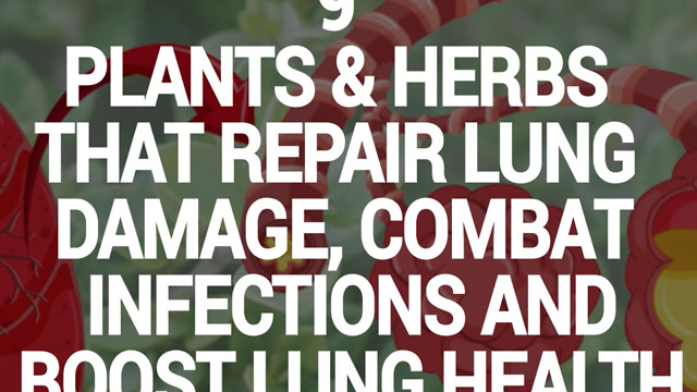 9 Plants & Herbs That Repair Lung Damage, Combat Infections and Boost Lung Health