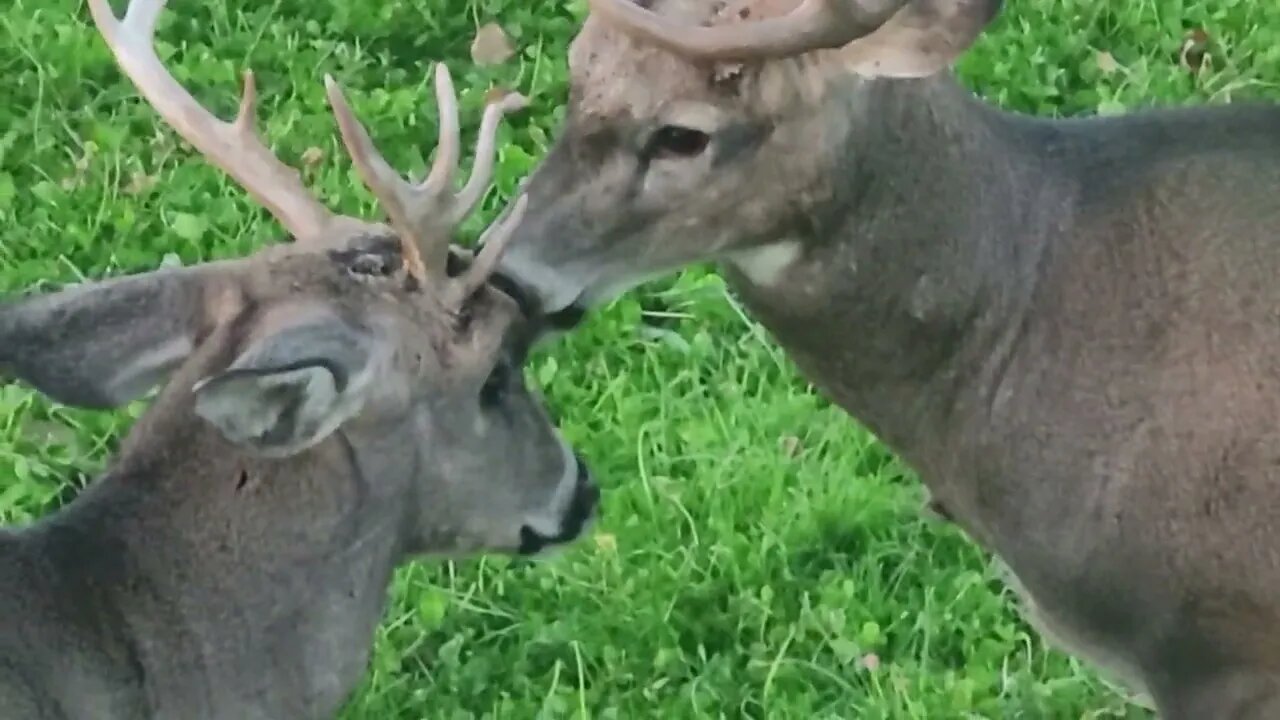 Strange deer behavour 2