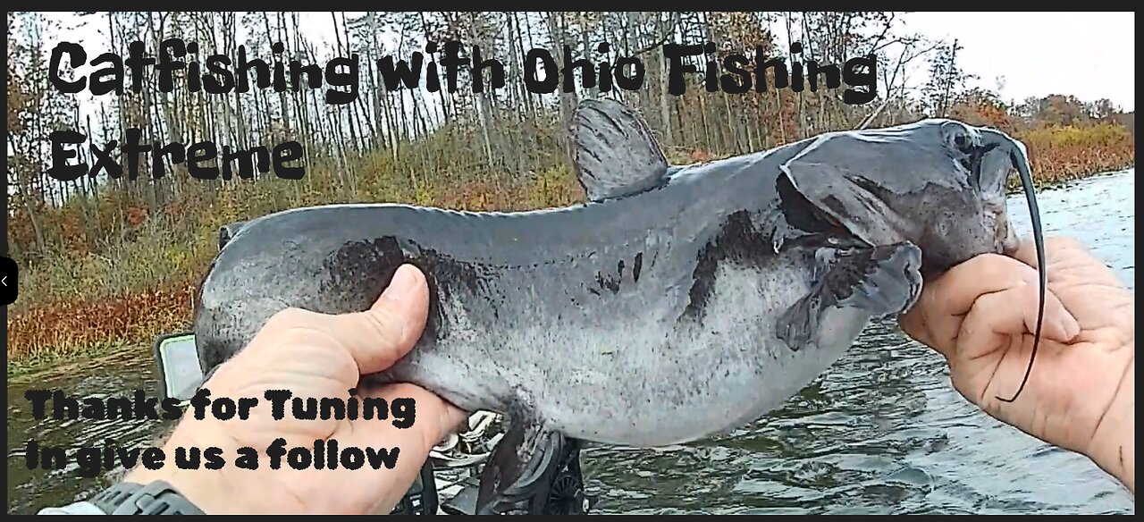 Black Channel Catfish