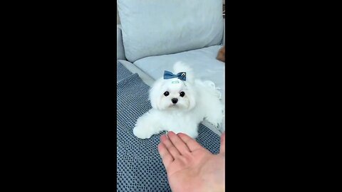 "Animal Laughing Moments: The Ultimate Feel-Good Videos"