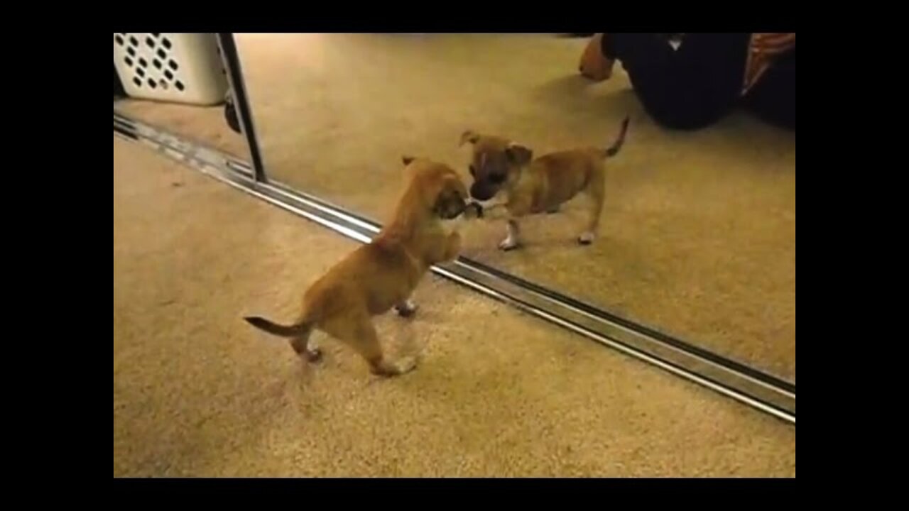 Dog playing with mirror